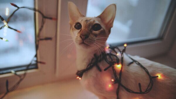    © slawa2018-10549191/pixabay