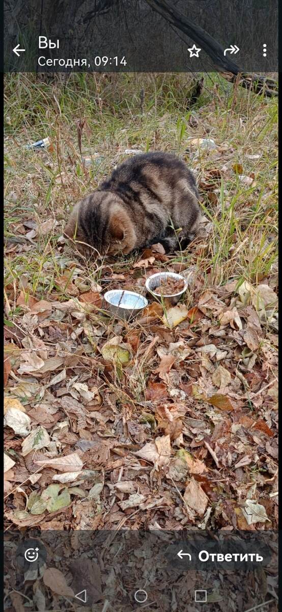 Это скриншот с фотографии ,сделанной моей знакомой. Так Мурчик сидел на улице уже покалеченный.