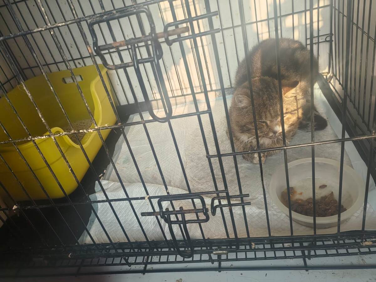 Фото из ветлечебницы. Примерно через неделю после операции.