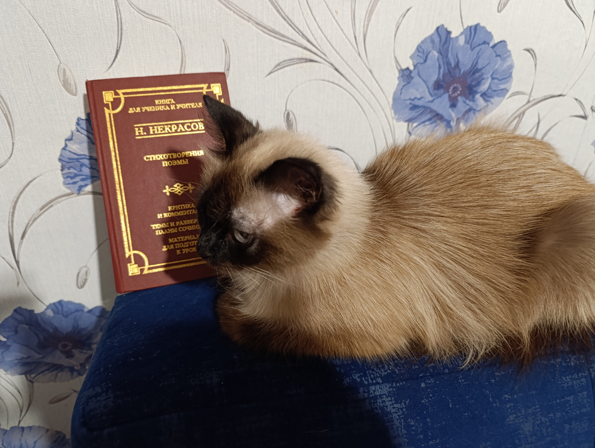 Книгу из школьной библиотеки представляет сегодня Джессика. 