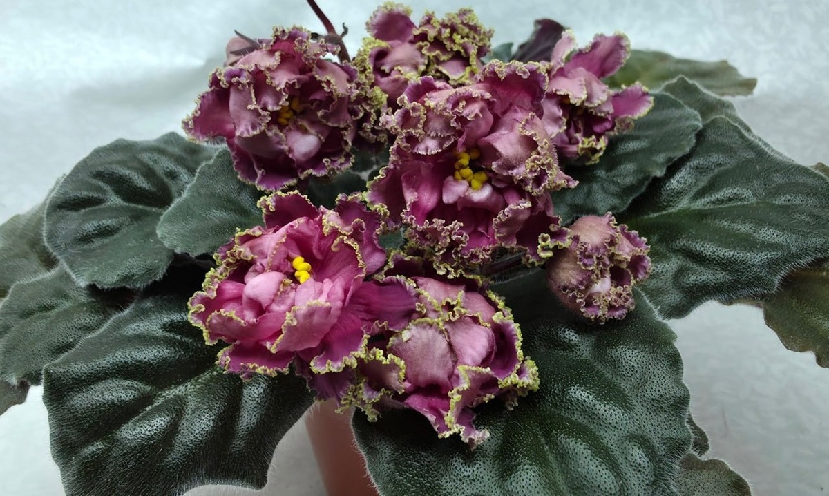 БР-Роза заката, фото из свободных источников