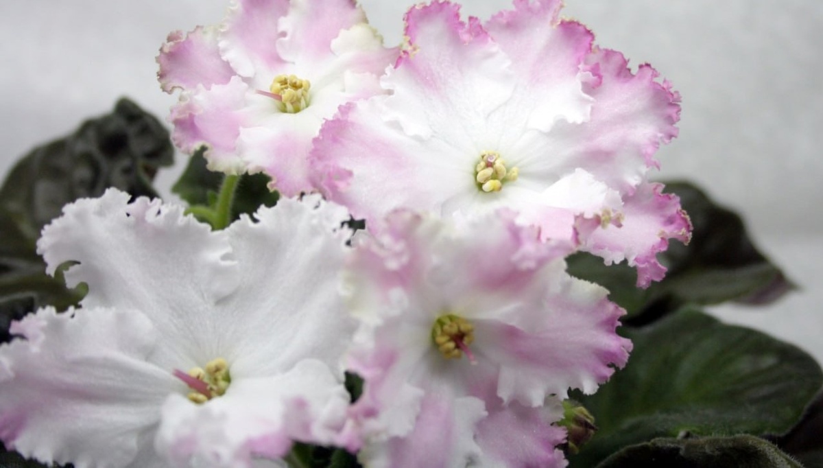 БР-Сдадкая вуаль, фото из свободных источников