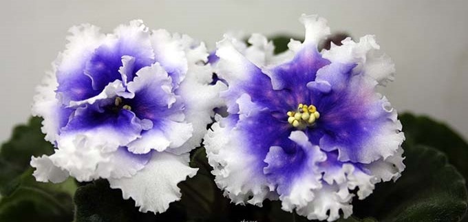 Новинки селекции фиалок: топ интересных сортов для воскресенья.