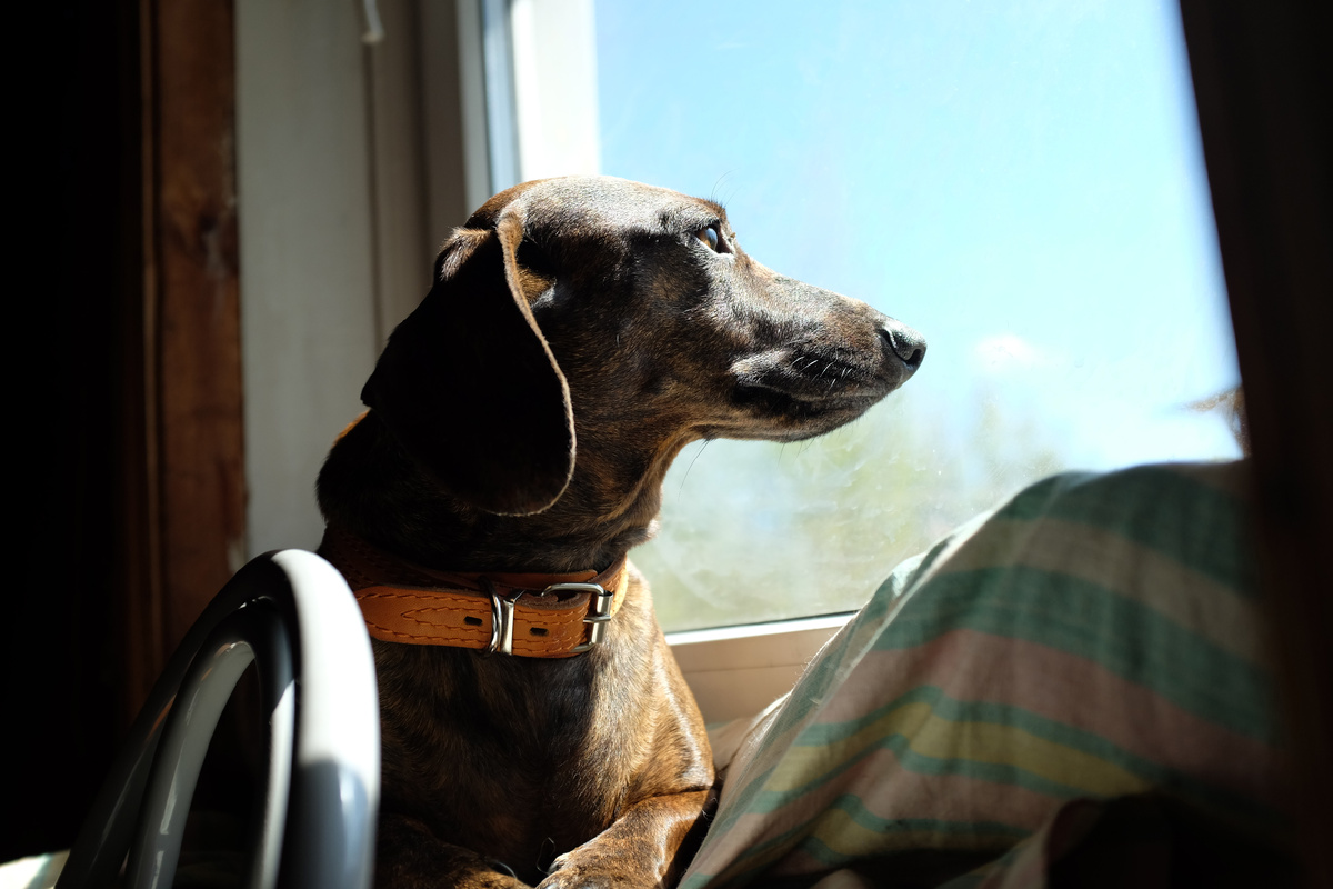 Такс Гриша на даче!