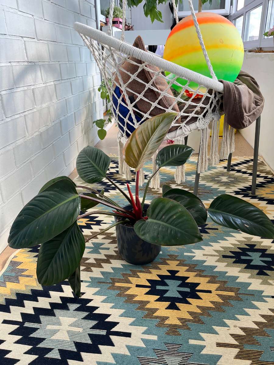 Филодендрон Рохо Конго из моей коллекции (фото из личного архива)