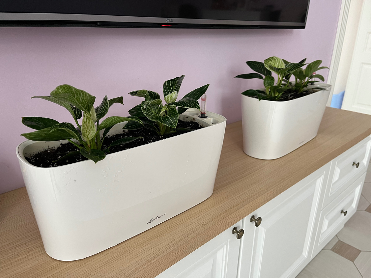 Филодендрон Биркин в интерьере (фото из личного архива)