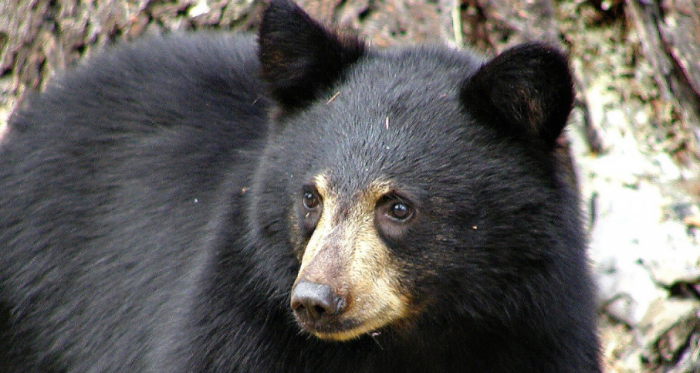А посетители зоопарка в Ростове будут думать, что перед ними грозный хищник / Фото: pxhere.com