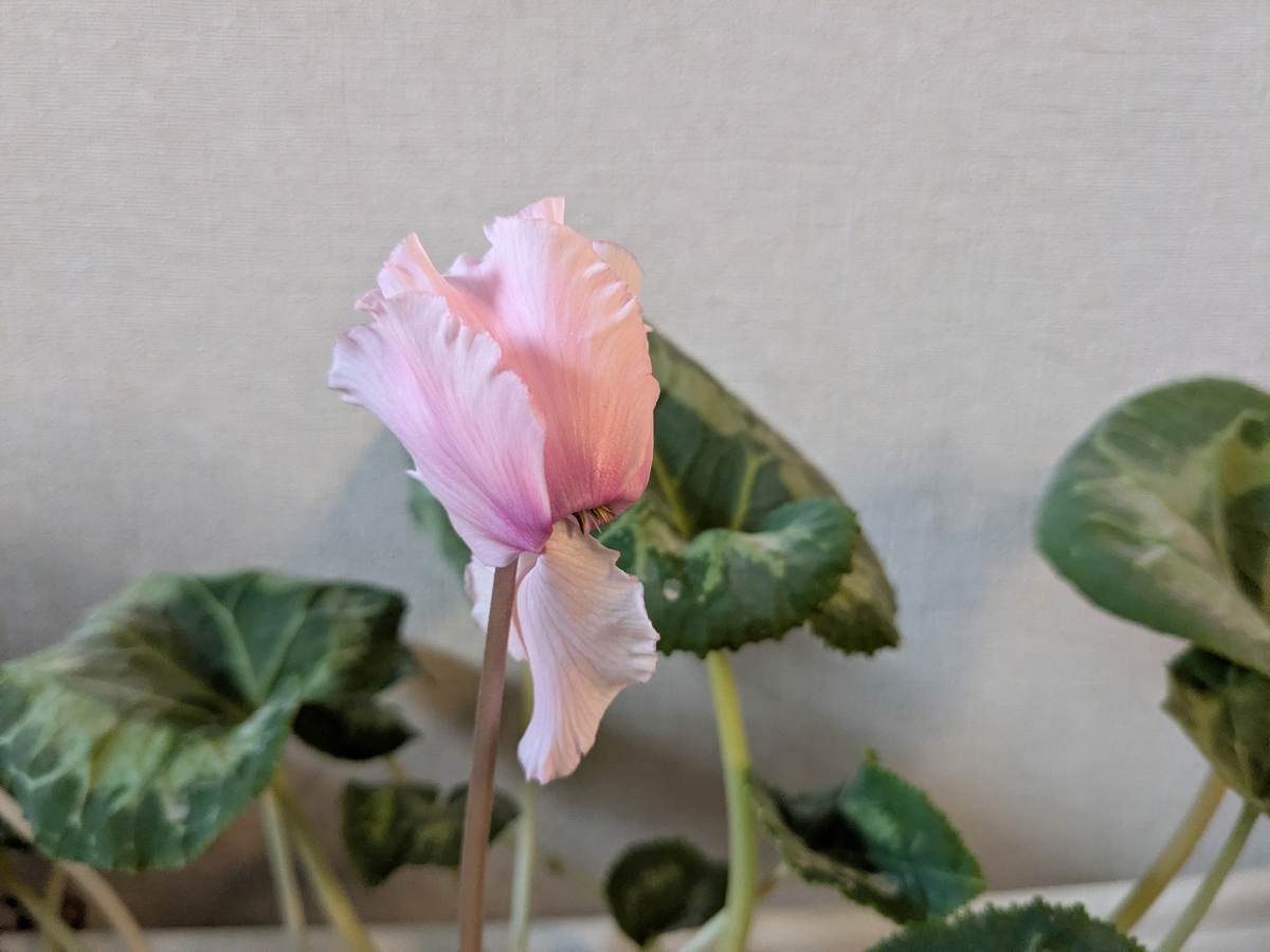 Цикламен сегодня шклявенько цветет