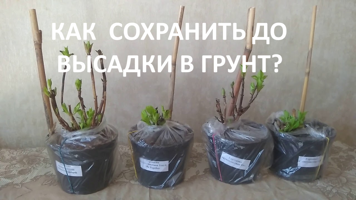 Саженцы в кашпо