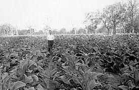 История табаководства в Австралии