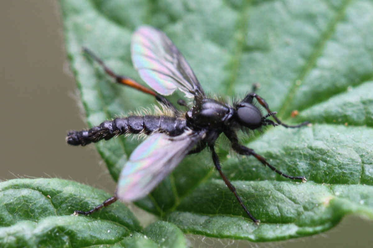 Bibio femoratus, фото с сайта: https://de.wikipedia.org/wiki/Datei:2017_04_14_Bibio_johannis2.jpg