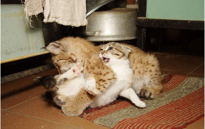 Рысь Линда отказывалась есть, пока к ней не подселили обычную кошку. То, что произошло дальше, удивило зоологов