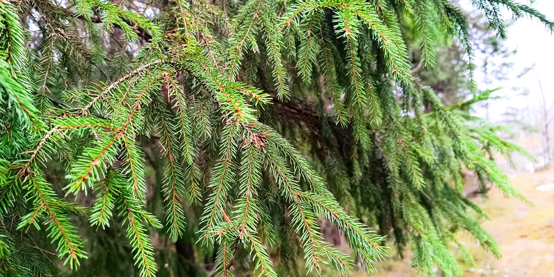 Еловые тайны старой книги: Рецепт «Ведьминой Смолки» и легенды Ижорской земли (Часть 2)