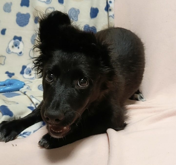 Всегда с улыбкой на очаровательной мордочке.