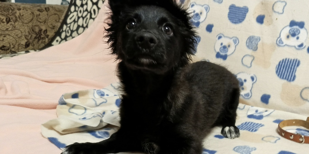 Забавный Крош. Его ушки – это отдельный вид искусства