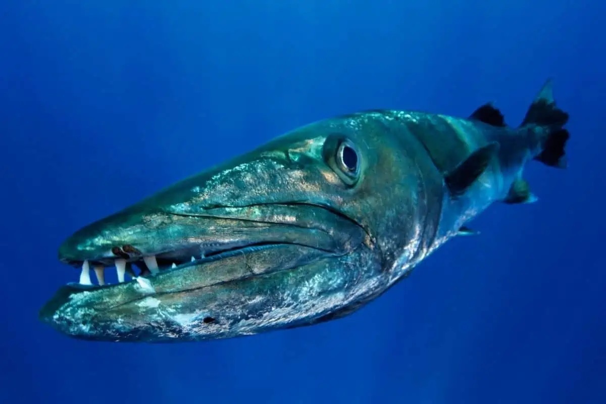 Фото с сайта: https://routeplan.ru/?r=137300613