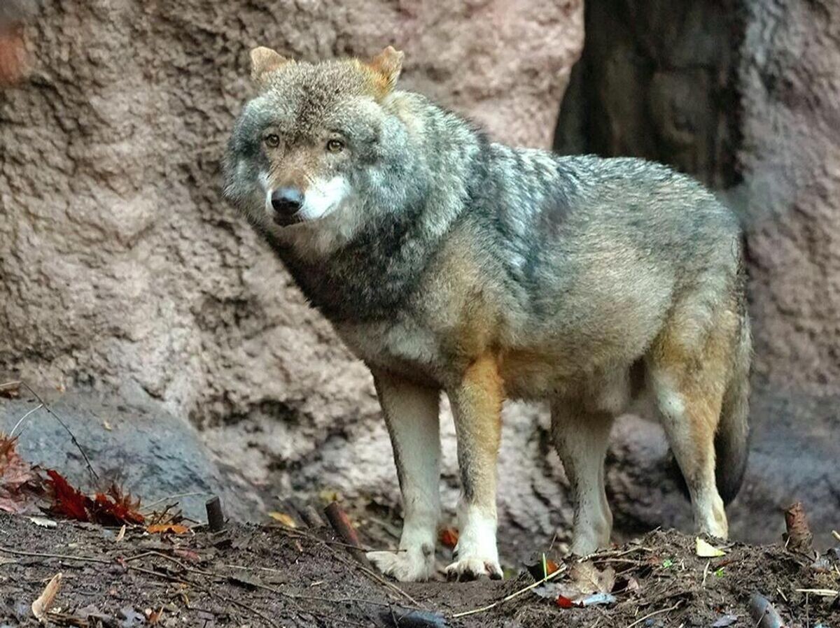    Самец евразийского волка в Московском зоопарке | © Фото : пресс-служба Департамента культуры города Москвы