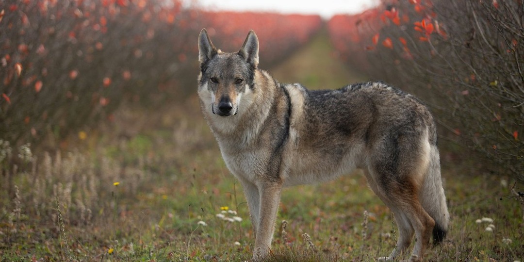 Чужой среди своих: почему волки не доверяют собакам