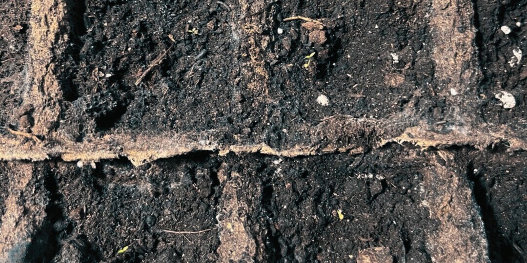 Эустома дала ростки — как ухаживать, чтобы она зацвела пышно