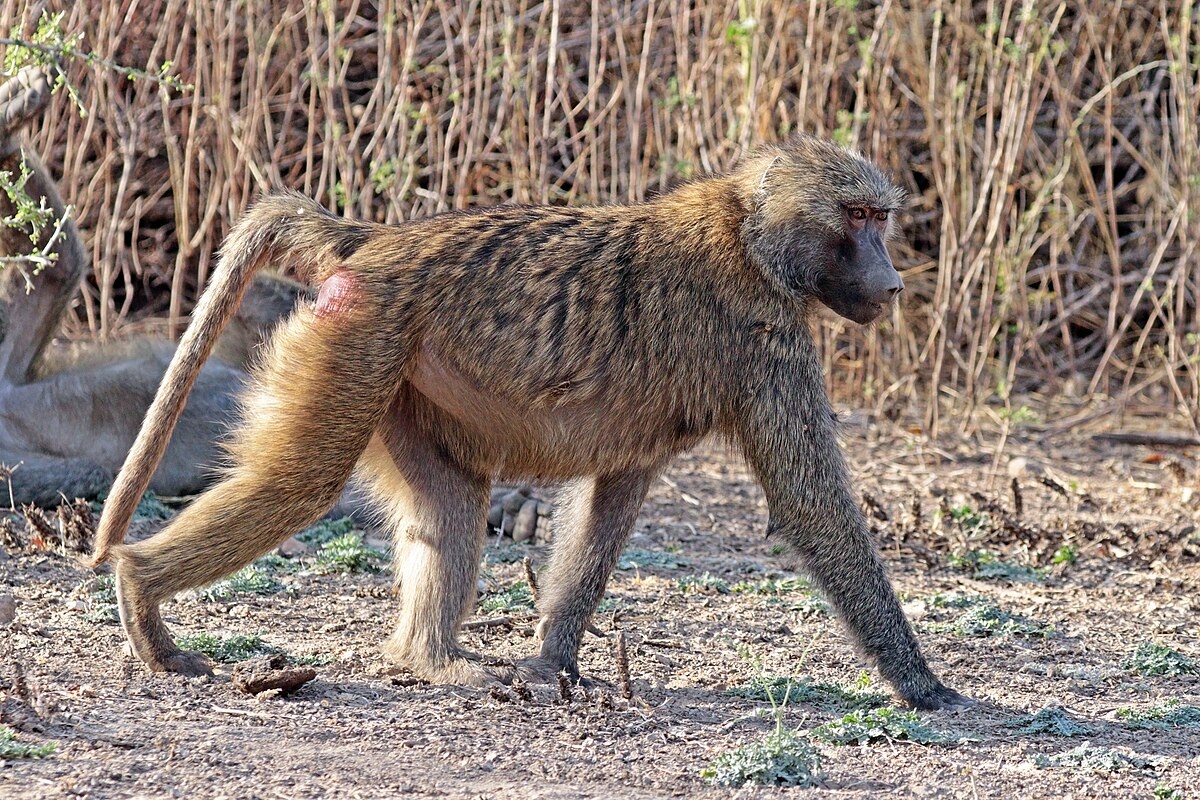 Фото с сайта: https://simple.wikipedia.org/wiki/File:Hamadryas_baboon_(Papio_hamadryas)_female.jpg