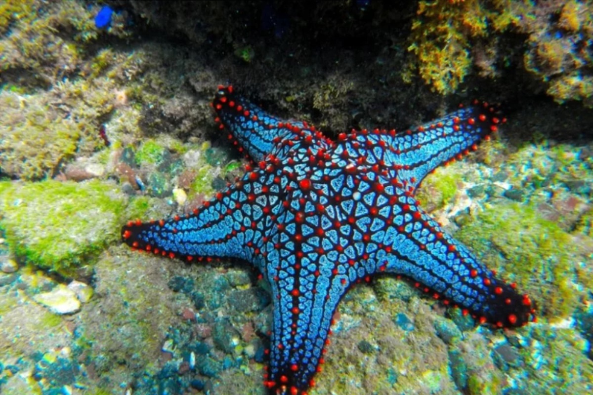 Фото с сайта: https://24newnews.ru/uchenye-obnaruzhili-klyuchevoy-element-otvechayuschiy-za-otbrasyvanie-konechnostey-zhivotnymi-2806391.html