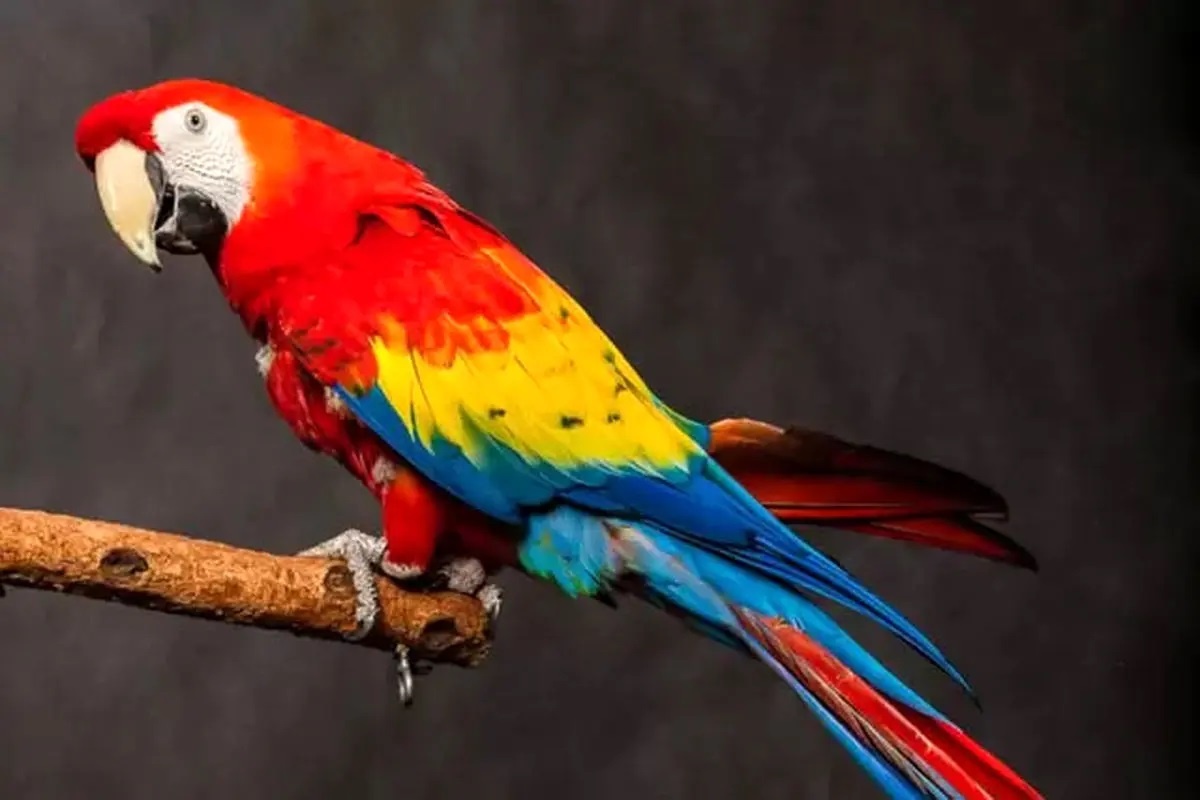 Фото с сайта: https://www.parsine.com/بخش-جهان-76/887495-تاکسیدرمی-جانبخشی-دوباره-به-طوطی-ماکائو-فیلم