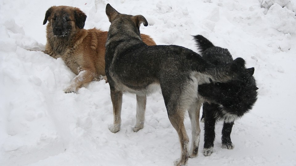 Восемь человек пострадали от укусов животных за неделю на Алтае
