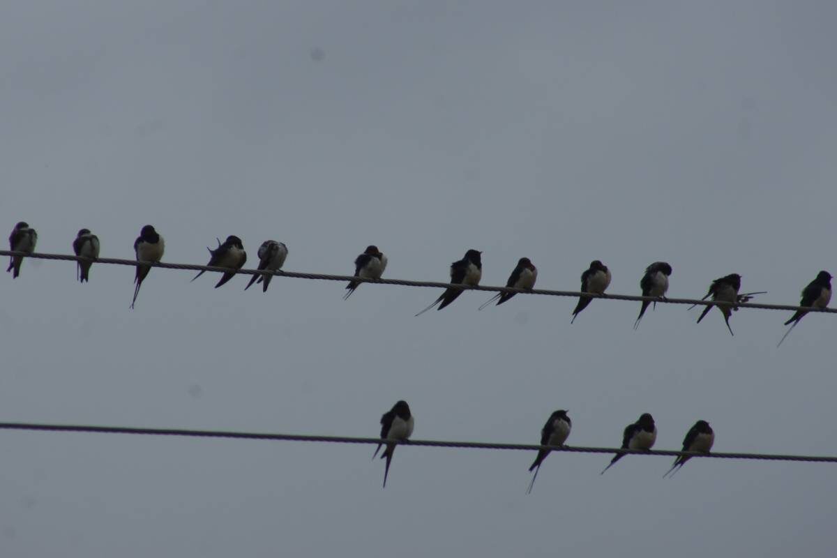 Фото с сайта: https://www.sibirds.ru/v2photo.php?l=ru&s=070600292&n=1&t=354&p=0&sortby=1&sor=desc&saut=all&si=sib