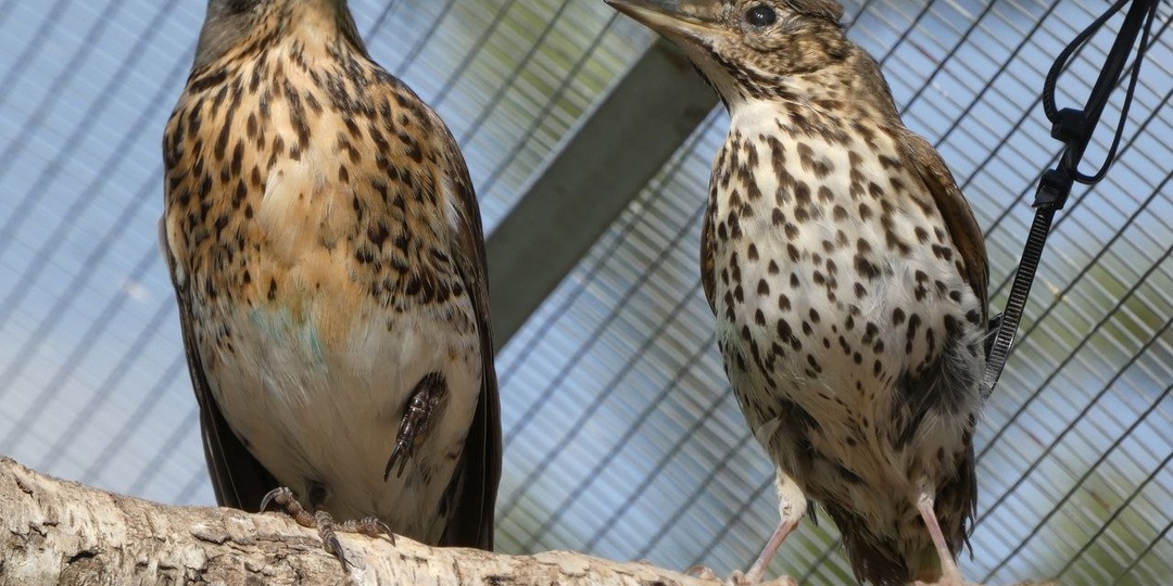 Мы немного измождены подготовкой к «Белобоке» и работой на территории, поэтому сегодня хотим послушать вас