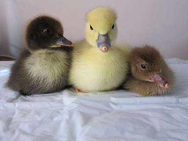 Инкубация мускусных утят