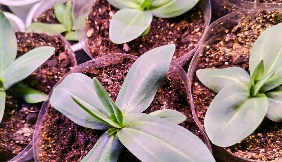 "Как посадить Эустому, чтобы она быстро взошла и нормально развивалась": 5 важных правил по посеву эустомы