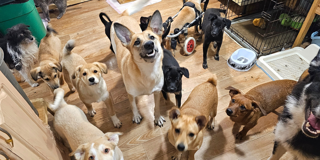 Телеграмм как уникальная возможность помочь бездомным животным и приюту!