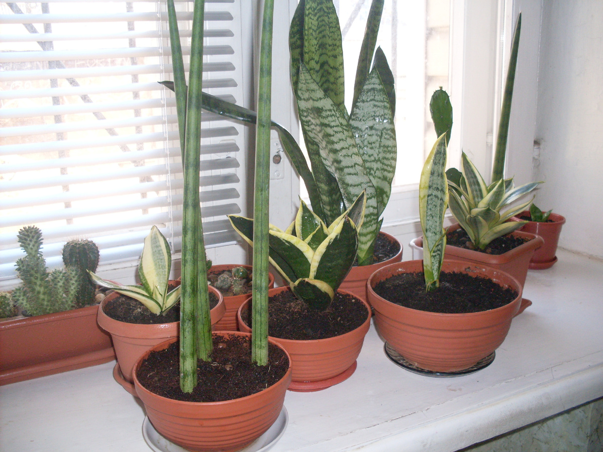 Сорта сансы. Фото автора