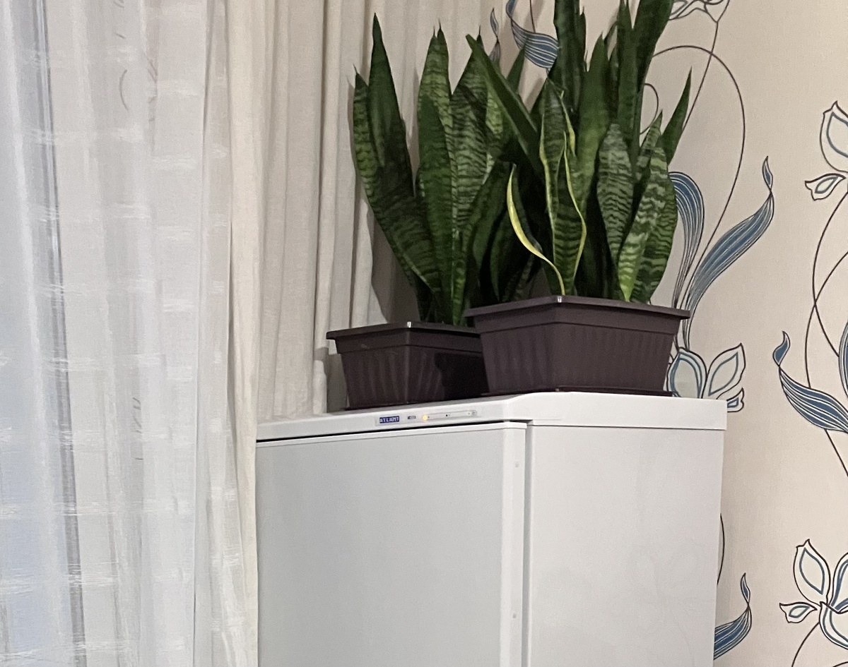 Санса. Фото автора