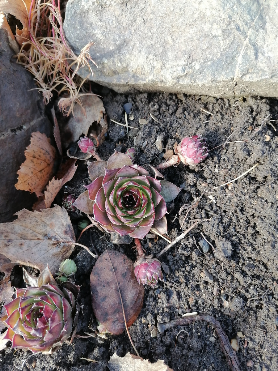 Каменные розы 