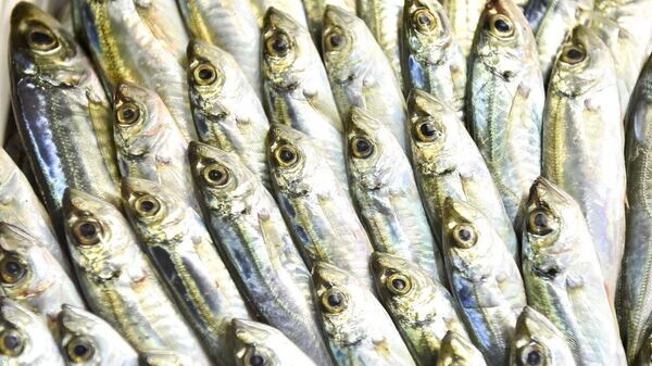    © Telegram Михаил Развожаев