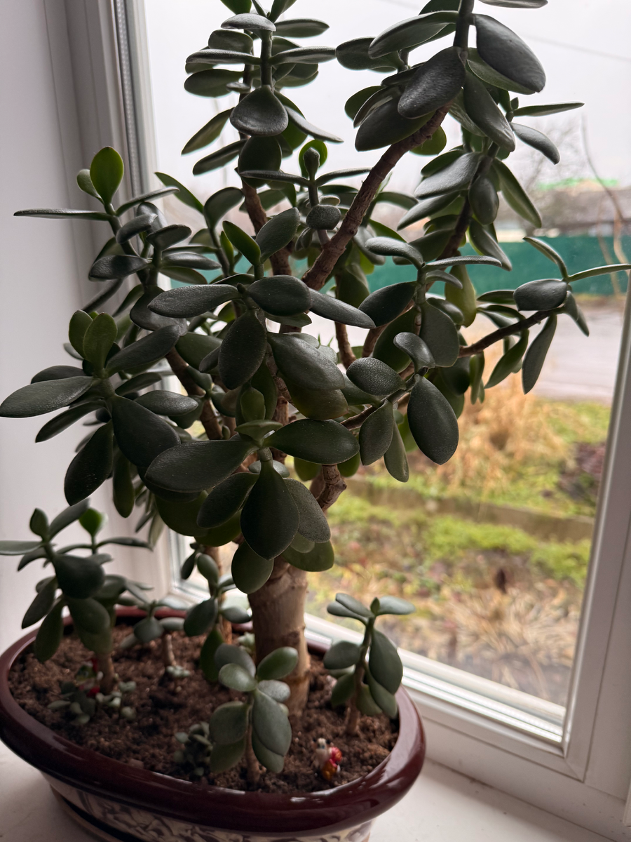 Толстянка (денежное дерево), почти бонсай))) Кашпо и почва для бонсай из суккулентов, полив 1-2 раза в месяц