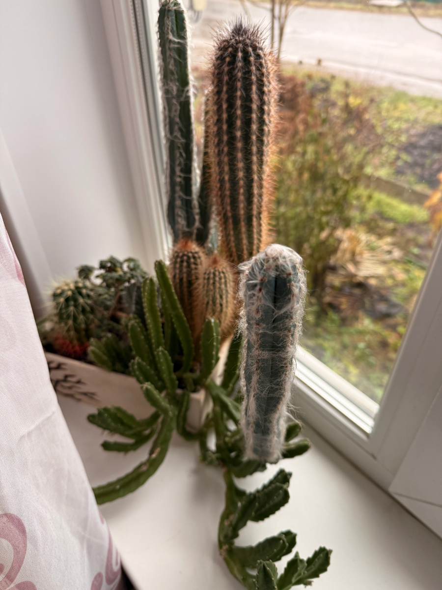 Мини-садик из суккулентов не на южном, а на северо-восточном окне. Здесь им нравится больше