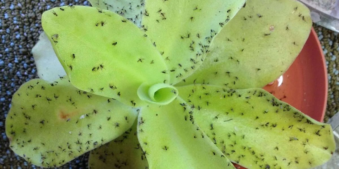 Мошек от цветов у меня никогда не бывает — использую дармовое средство. Делюсь, что это