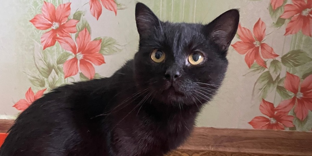 Его возвращали как ненужную вещь: кот Миша, который все еще ищет любви