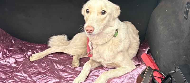    «Биг Алерт»