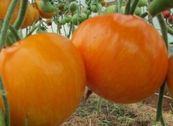 Жемчужина Джанет 