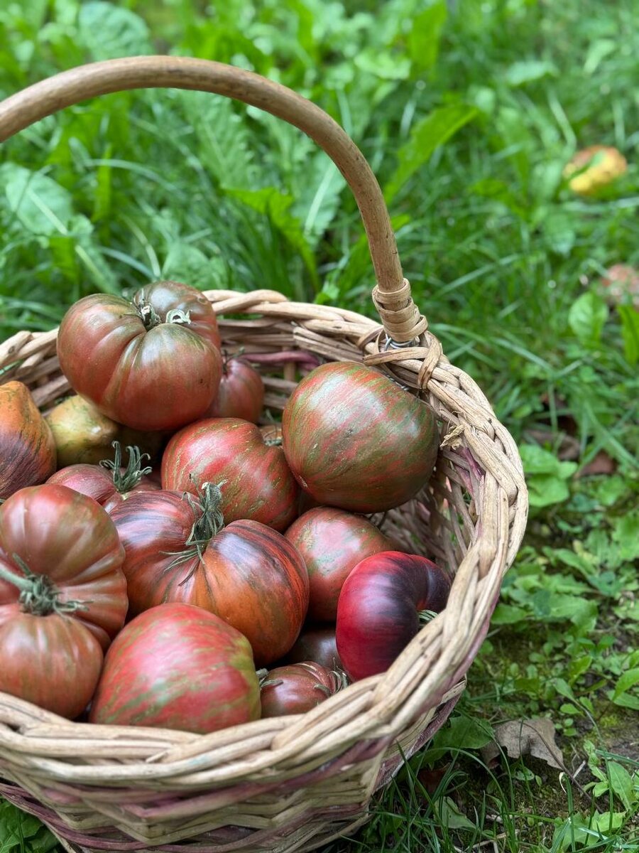 Урожай 2025г.