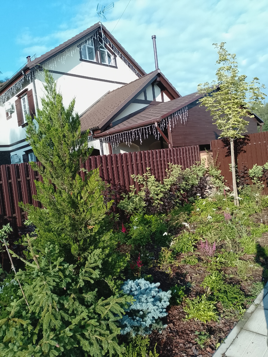 Будущая живая изгородь на заднем плане, клен, отлично контрастирующий с гаражом позади, и разноцветные астильбы в качестве заполнителя пространства. 