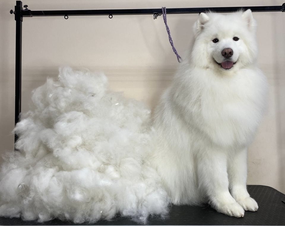 Экспресс линька 