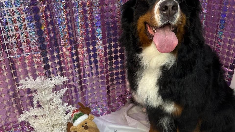 «Вам собаку какую? Комнатную или… с характером?»