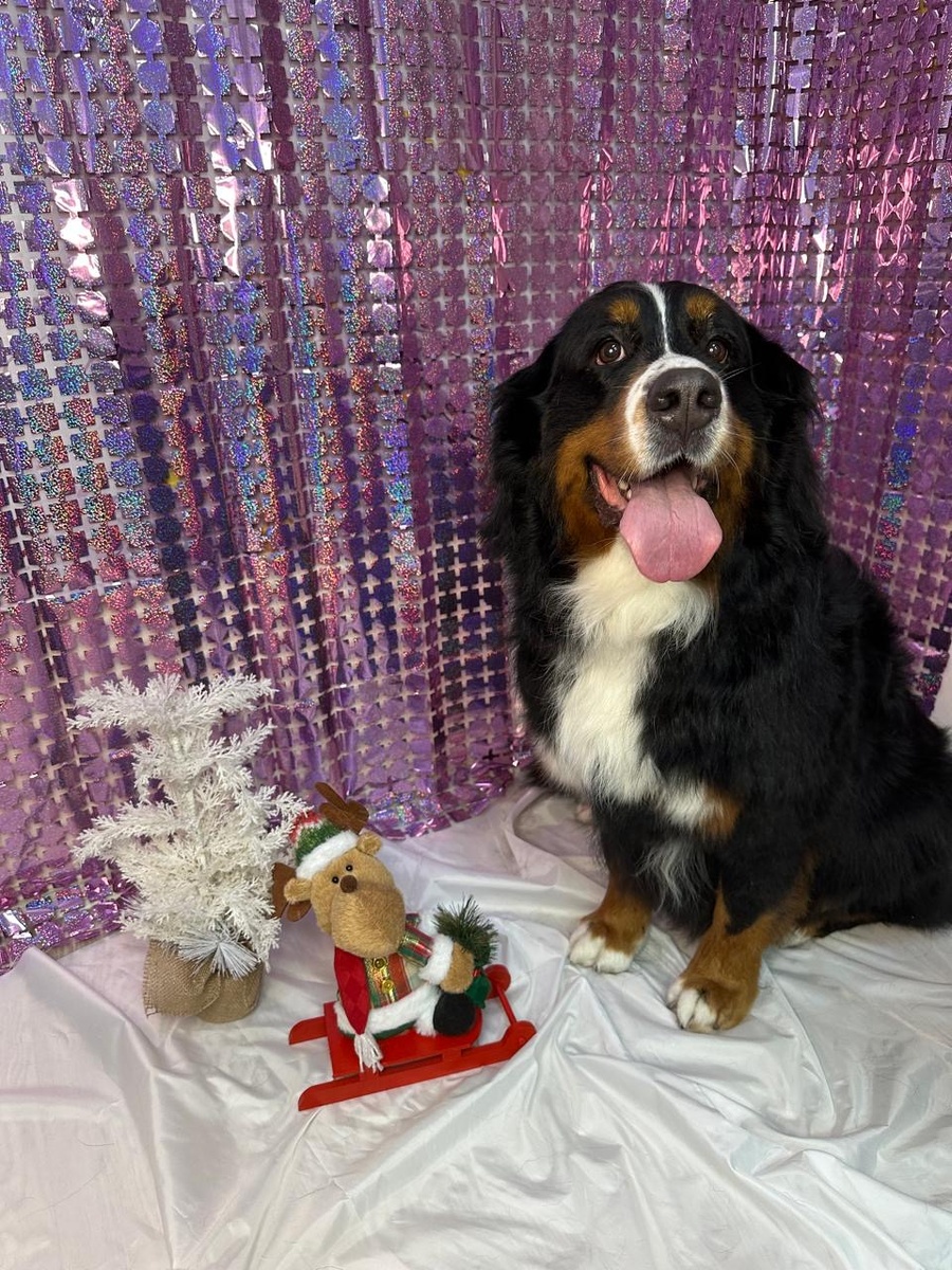 Груминг Бернский зенненхунд