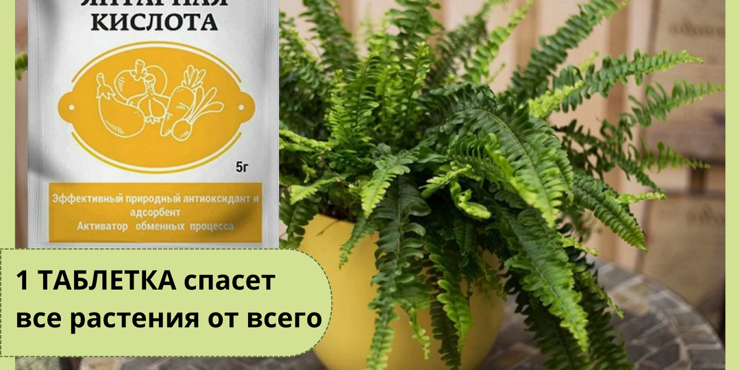 1 таблетка и ваше растение... ну дальше знаете все эти заголовки. А реально, когда нужна ЯНТАРНАЯ КИСЛОТА