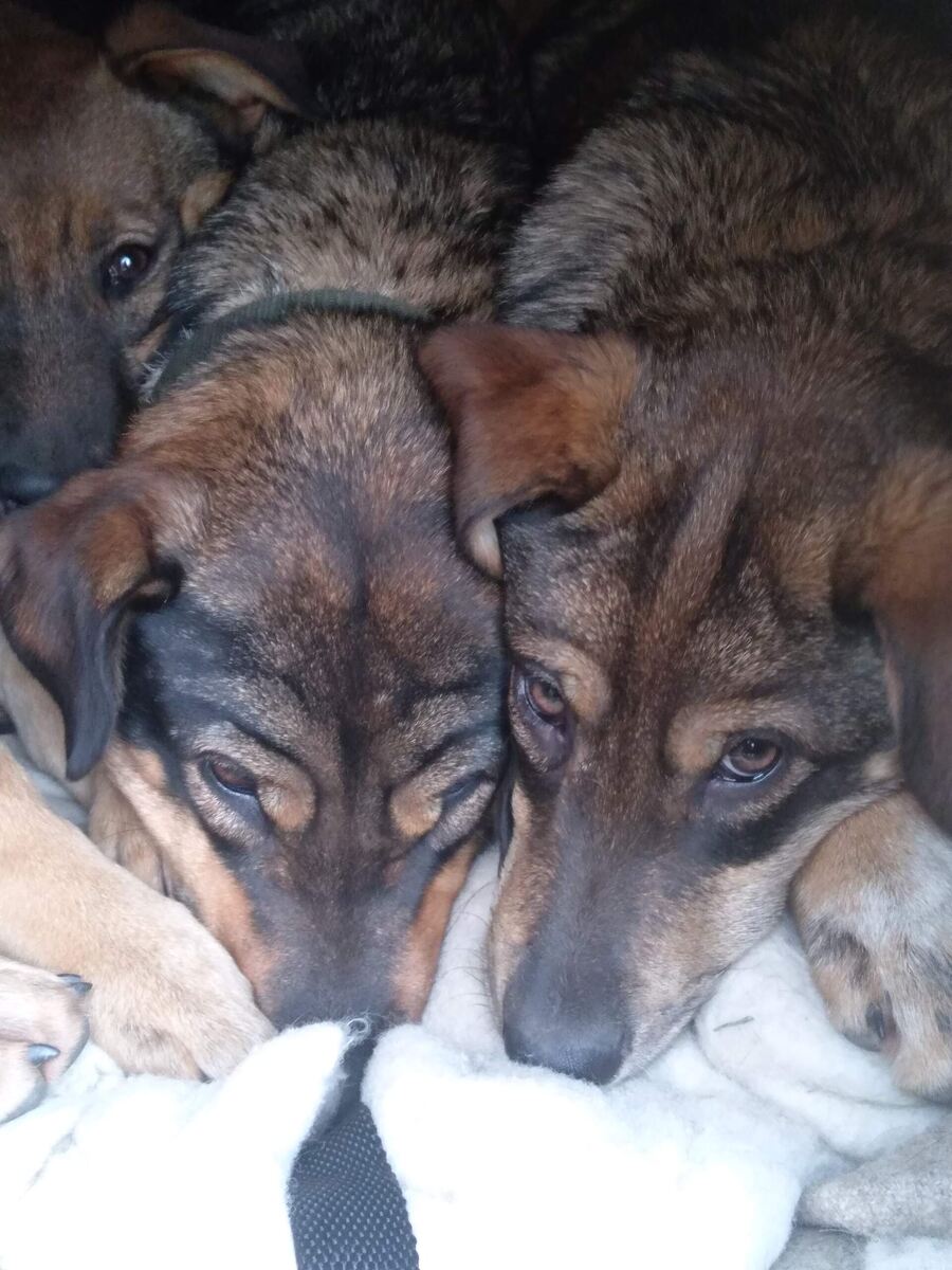 Фото из архива волонтёров