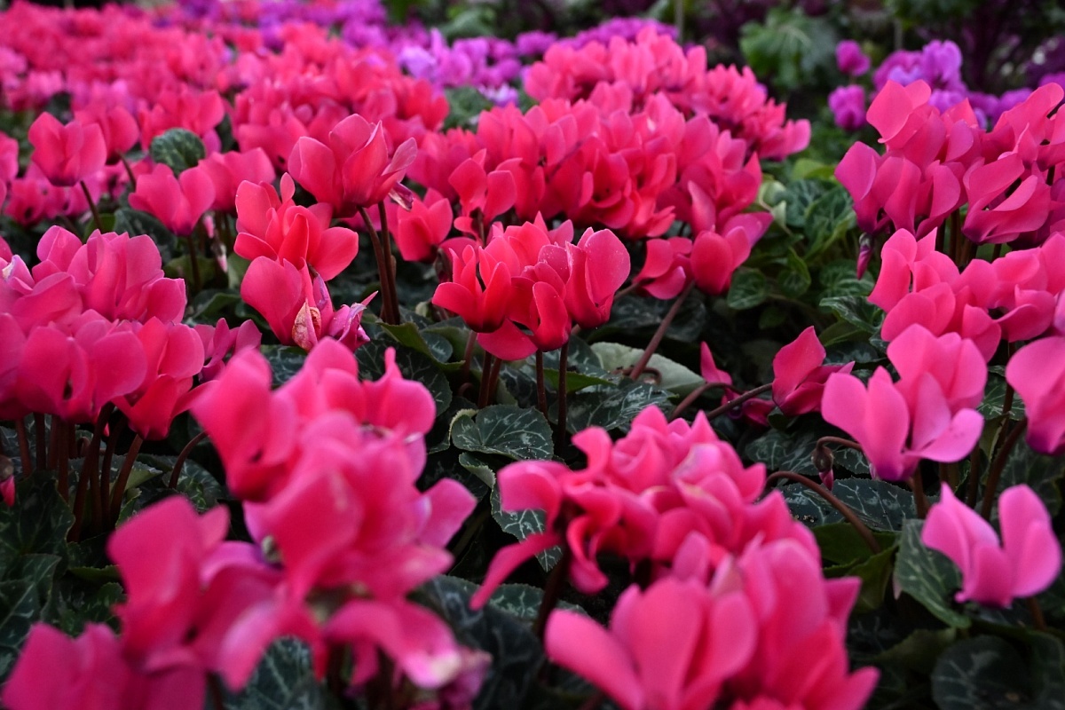    Фото: пресс-служба администрации города Сочи